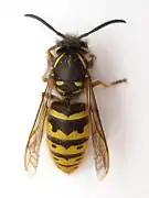 Guêpe commune (Vespula vulgaris), une guêpe sociale