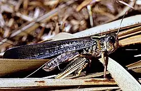 Jeune mâle grégaire (Madagascar).