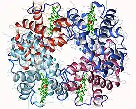 Image illustrative de l’article Hémoglobine