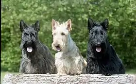 Scottish terrier