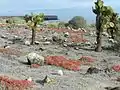 Opuntia et Sesuvium edmondstonei sur l'île Plaza Sud.