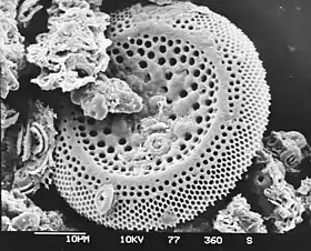 Image illustrative de l’article Nannofossile