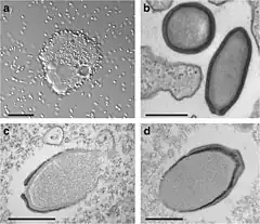 Description de l'image 41467 2018 4698 Fig1 HTML Pandoraviruses.jpg.