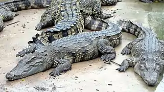 Crocodile du Siam.