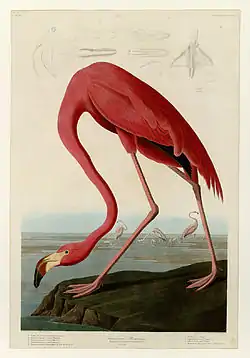 Image illustrative de l’article Les Oiseaux d'Amérique