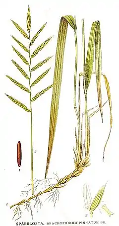 Description de l'image 447 Brachypodium pinnatum.jpg.