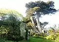 Île Tristan : menhir et arbres penchés par le vent