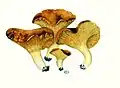 Cantharellus cibarius Jean-Henri Fabre, Auriheto de Kermes, Geriho