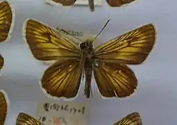 Thymelicus sylvatica