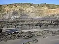 Crozon : falaise de la côte nord-est de l'île de l'Aber (vue de l'estran à marée basse).