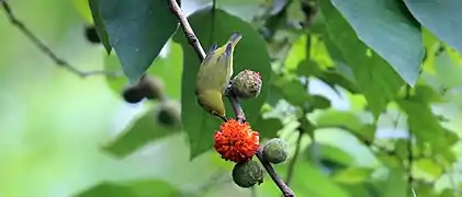 Fruits syncarpes.