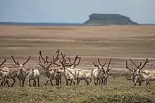 Troupeau de rennes dans une plaine des Kerguelen