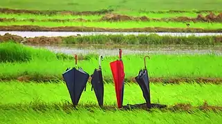 Parapluies plantés en rizières, Jharkhand.