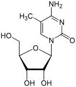 5-Méthylcytidine (m5C)