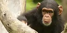 Un bébé chimpanzé dans un arbre.