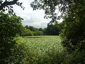 L'étange no 3 de Rosporden, presque totalement recouvert de nénuphars.
