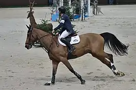 Hello Sanctos, célèbre hongre sBs, monté par Scott Brash au CHI de Genève en 2014