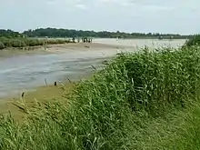 Le canal de Charras à gauche à sa confluence avec la Charente.