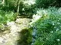 La Rivière de Pont-l'Abbé en amont de l'étang du Moulin Neuf.