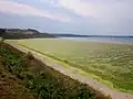 Algues vertes sur la plage de Trezmalaouen en période estivale.