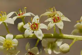 Le miel de ses fleurs est également très apprécié