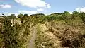 Sentier menant vers les crêtes des Monts d'Arrée en amont de la tourbière du Mougau.