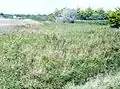 La roselière de la Dour Red (palud situé à la limite communale entre Penmarc'h et Guilvinec près de la plage du Stêr).