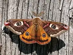 Saturniidae(Saturnia pavonia)