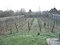 Vue d'une vigne en partie taillée.