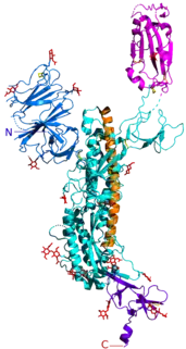 Spicule homotrimère du SARS-CoV-2, avec une sous-unité protéique mise en évidence ; « domaine de liaison » avec l'ACE2 mis en évidence