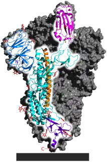 Spicule homotrimère du SARS-CoV-2, avec une sous-unité protéique mise en évidence ; « domaine de liaison » avec l'ACE2 mis en évidence