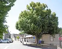 L'arbre de la Liberté et le café du même nom.