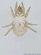 Tyrolichus casei (mâle)