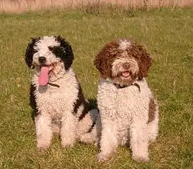 Deux chiens d'eau espagnol, un blanc et noir et un blanc et marron.