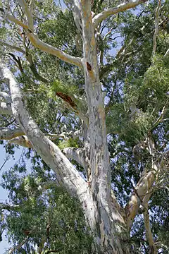 Description de l'image 700 yr red river gum.jpg.