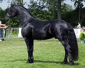 L'étalon Dark Ynte, 37,5 % arabe.Né en 2001, 1,67 m.