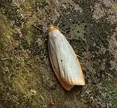 Description de l'image 72.038 BF2040 Four-dotted Footman, Cybosia mesomella (5958431713).jpg.