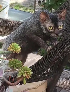 Un chat lykoï de 8 mois.