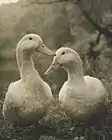 [Untitled] (Two Ducks). Brooklyn Museum