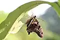 Papillon sortant de sa chrysalide