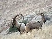 Bezoar ibex, Capra aegagrus aegagrus au Haut-Karabagh