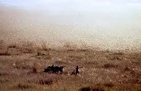 Vue rapprochée de l'essaim (Madagascar).