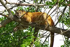 Puma suspendu dans un arbre.