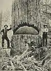 Bûcherons et pins d'Oregon à Seattle, 1900