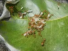 Couvain de fourmis aux Philippines