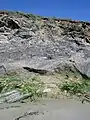 Brèches affleurant au pied des falaises sur la plage de Ty Anquer un jour d'amaigrissement de la plage.