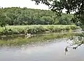 Kayakistes sur la Laïta à hauteur du bois de Coatroual en Guidel ; en face la forêt de Carnoët.