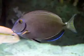 Acanthurus bahianus