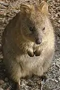 Gros plan d'un quokka.