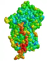 Image illustrative de l’article Alpha-1-antitrypsine